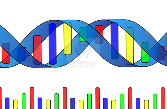 【royal皇家88基因检测】克兰费尔特综合征（<font color='red'><font color='red'>Klinefelter</font></font> syndrome)基因解码、基因检测