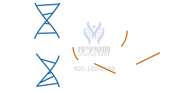 <b>【royal皇家88基因检测</b>